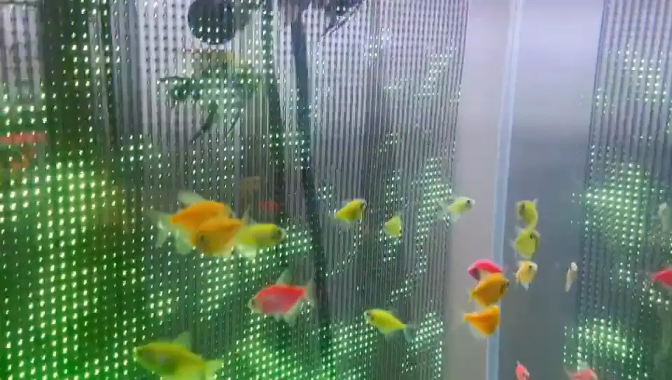 P20LED transparent film underwater screen technology (2)41s