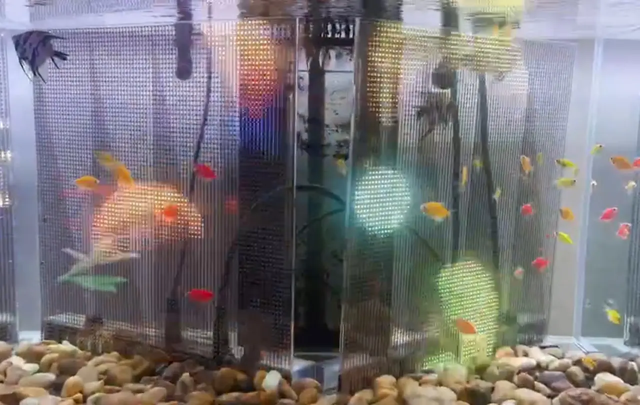 Diving Screen Series (3)fji